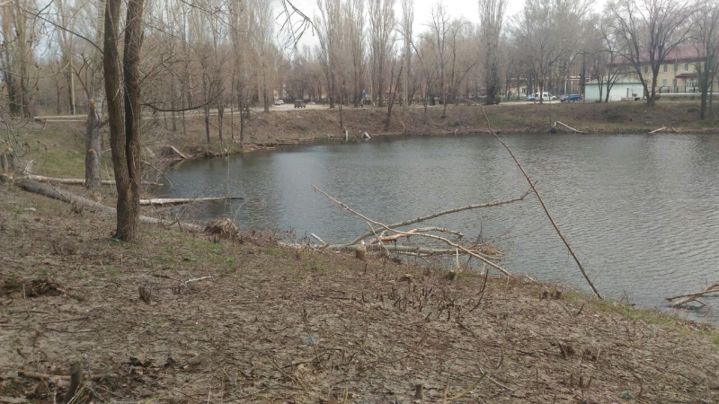 В парке Балакова бобры повалили и изгрызли деревья