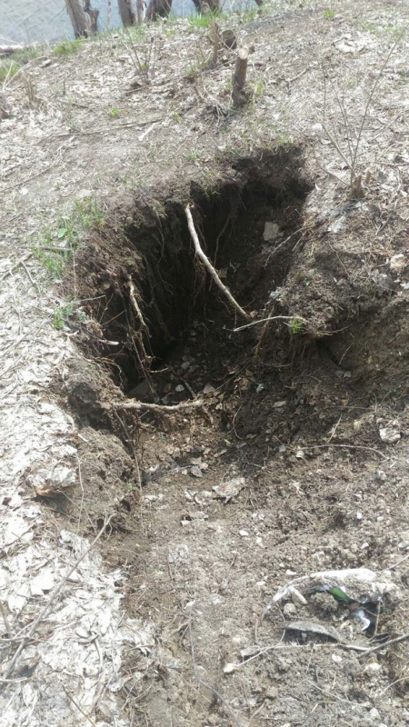 В парке Балакова бобры повалили и изгрызли деревья