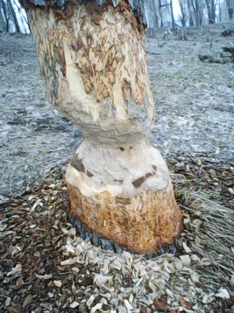 В парке Балакова бобры повалили и изгрызли деревья