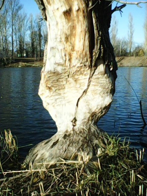 В парке Балакова бобры повалили и изгрызли деревья