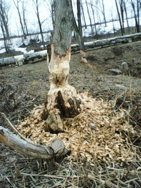 В парке Балакова бобры повалили и изгрызли деревья