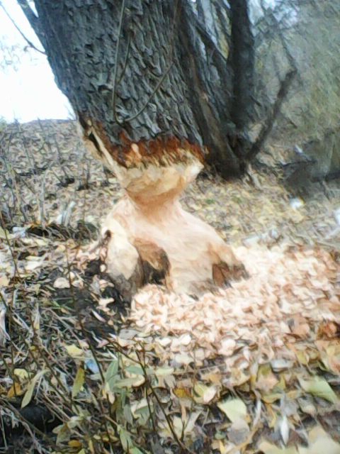 В парке Балакова бобры повалили и изгрызли деревья