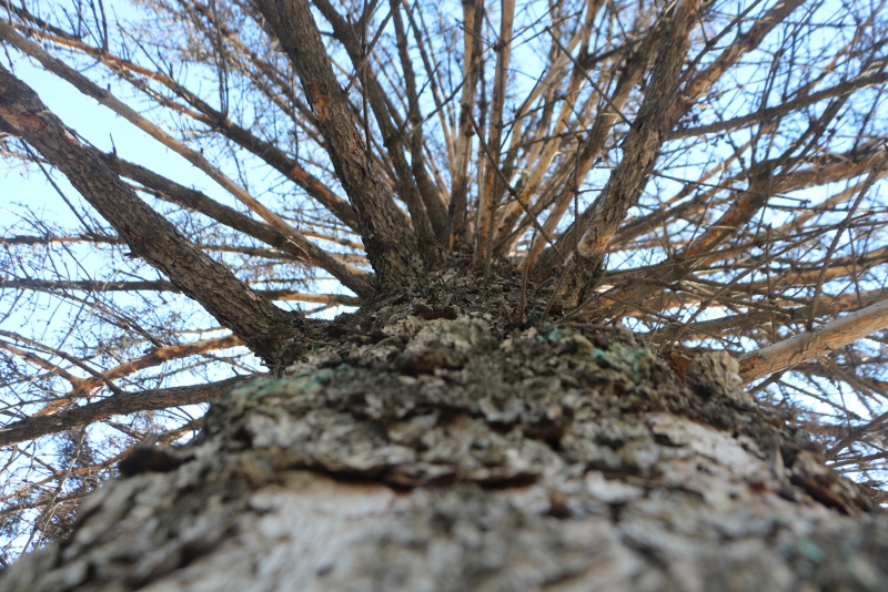 На Театральной площади вырубят 50-летние голубые ели и заменят молодыми