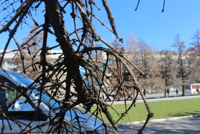 На Театральной площади вырубят 50-летние голубые ели и заменят молодыми