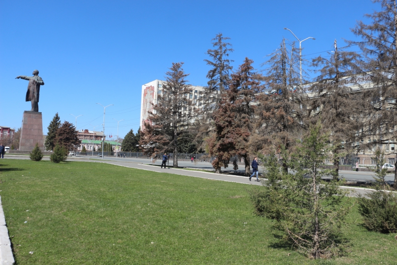 На Театральной площади вырубят 50-летние голубые ели и заменят молодыми