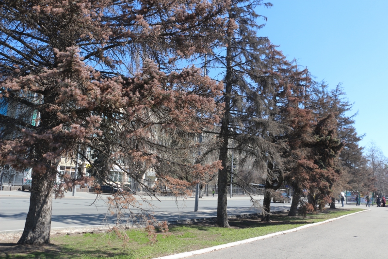 На Театральной площади вырубят 50-летние голубые ели и заменят молодыми