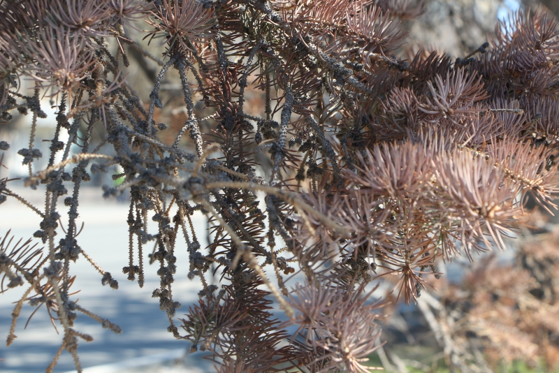На Театральной площади вырубят 50-летние голубые ели и заменят молодыми