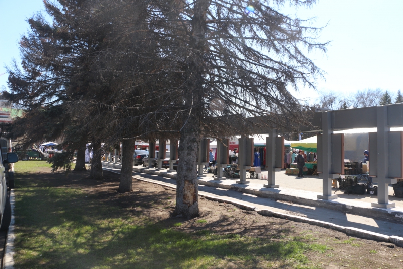 На Театральной площади вырубят 50-летние голубые ели и заменят молодыми