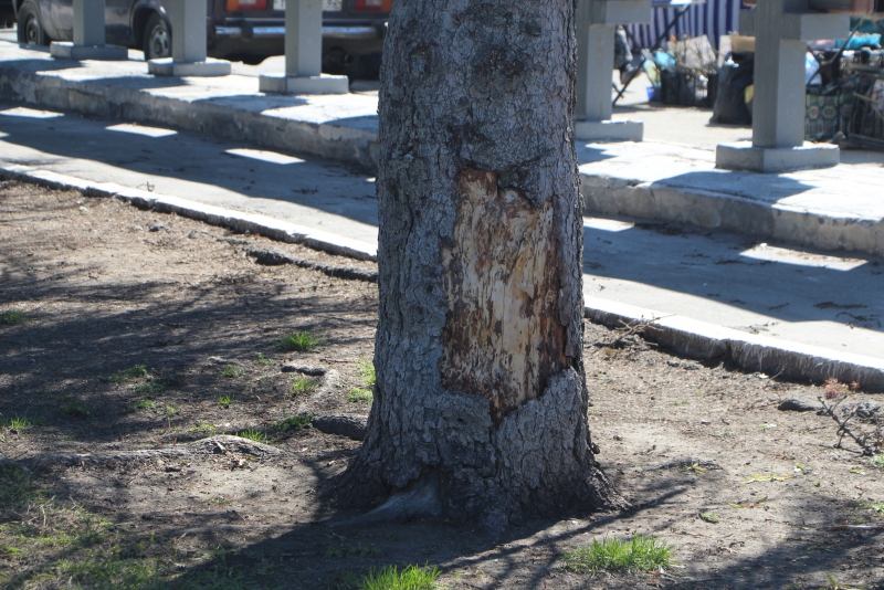 На Театральной площади вырубят 50-летние голубые ели и заменят молодыми