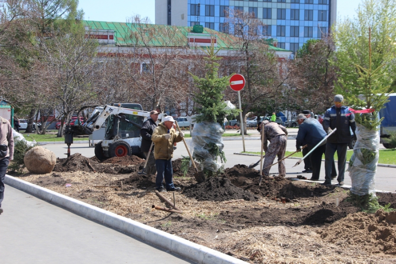На Театральной площади начали высаживать новые ели