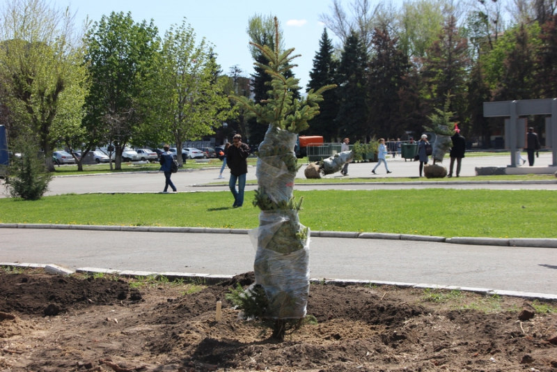 На Театральной площади начали высаживать новые ели