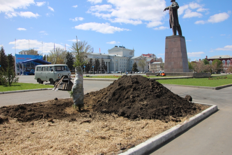 На Театральной площади начали высаживать новые ели
