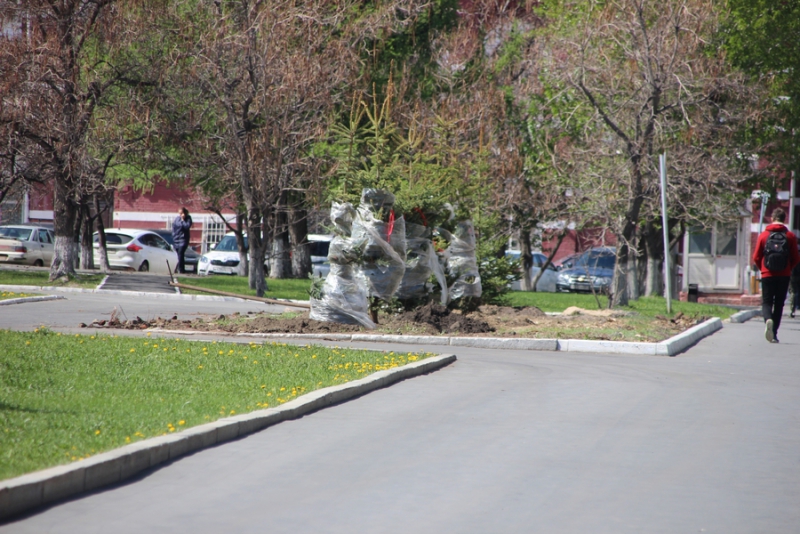 На Театральной площади начали высаживать новые ели