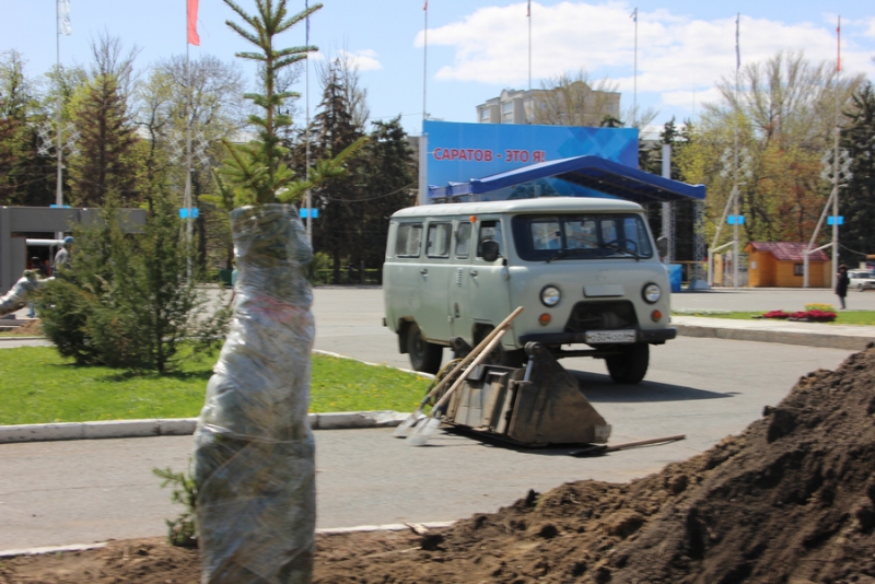 На Театральной площади начали высаживать новые ели