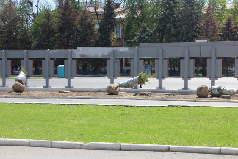 На Театральной площади начали высаживать новые ели