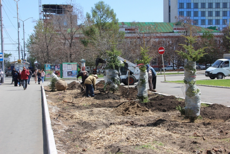 На Театральной площади начали высаживать новые ели