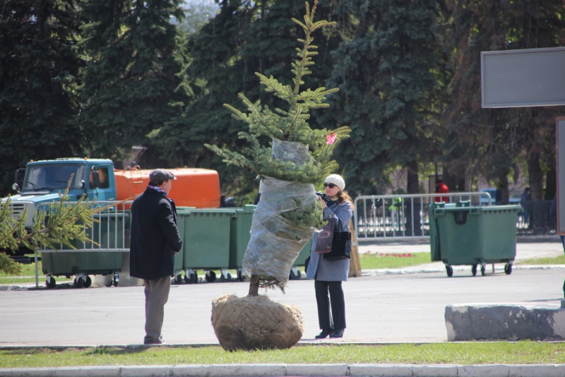 На Театральной площади начали высаживать новые ели