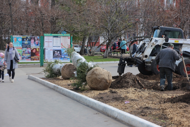 На Театральной площади начали высаживать новые ели