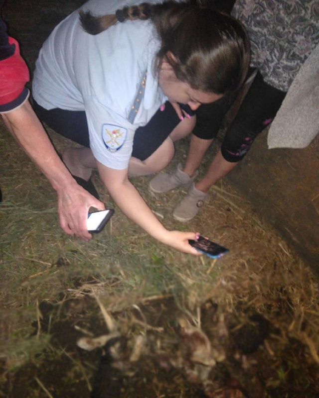 В Красном Куте зверски расчленили и съели собаку