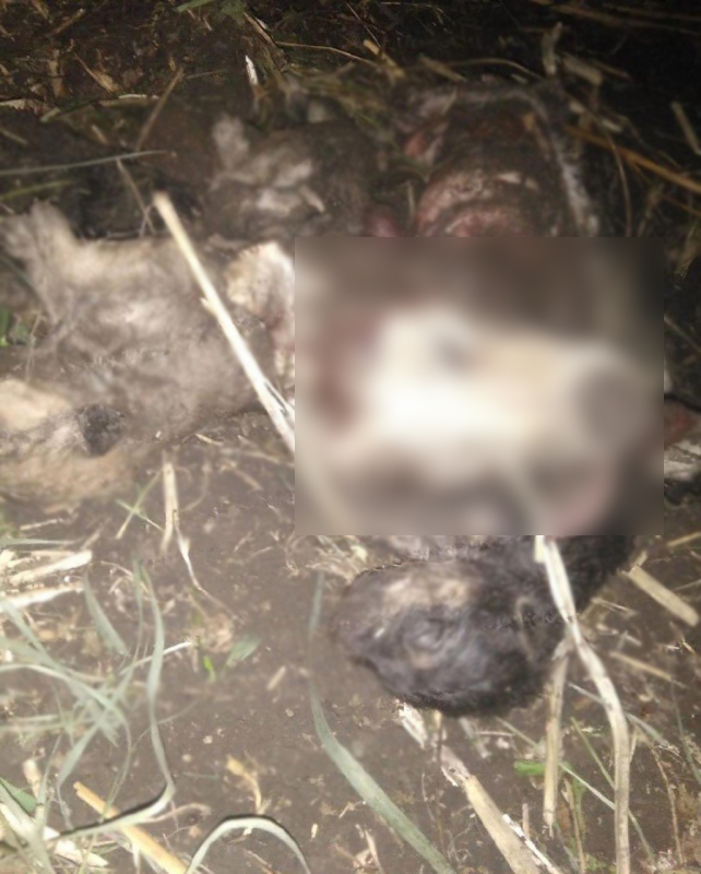 В Красном Куте зверски расчленили и съели собаку