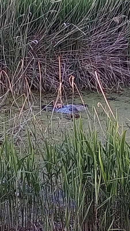 В Ленинском районе мужчина погиб в болоте