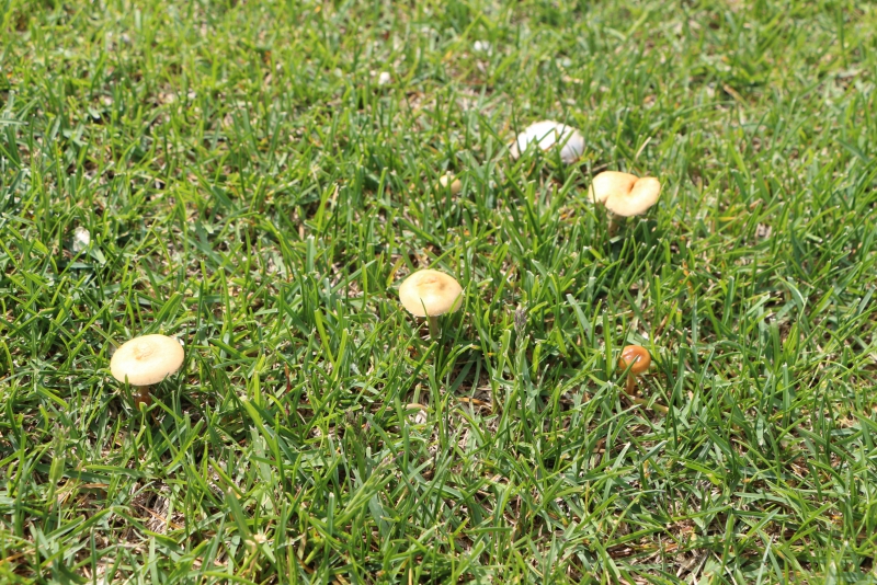 Футбольное поле «Авангарда» зарастает грибами