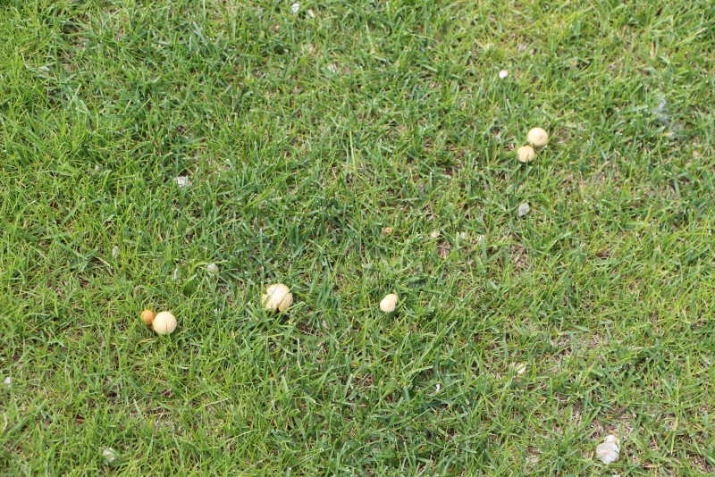 Футбольное поле «Авангарда» зарастает грибами