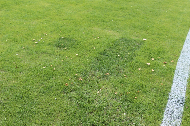 Футбольное поле «Авангарда» зарастает грибами