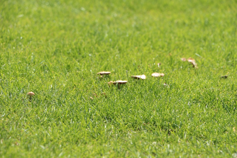 Футбольное поле «Авангарда» зарастает грибами