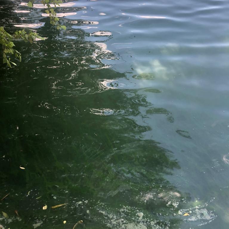 Прокуратура организовала проверку из-за загрязнения пруда под Татищевом