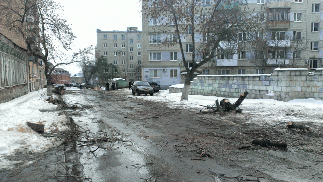 Общественники уговорили Федотова приостановить спил деревьев на Первомайской