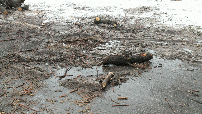 Общественники уговорили Федотова приостановить спил деревьев на Первомайской