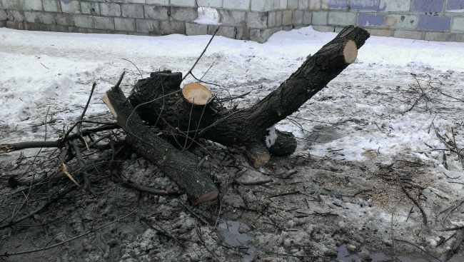 Общественники уговорили Федотова приостановить спил деревьев на Первомайской