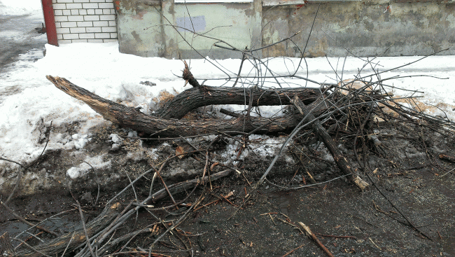 Общественники уговорили Федотова приостановить спил деревьев на Первомайской