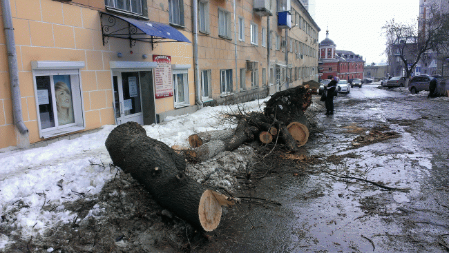 Общественники уговорили Федотова приостановить спил деревьев на Первомайской