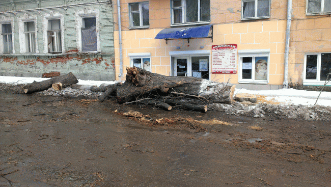 Общественники уговорили Федотова приостановить спил деревьев на Первомайской