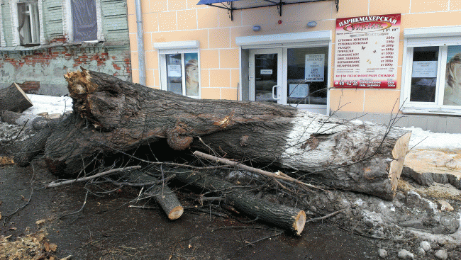 Общественники уговорили Федотова приостановить спил деревьев на Первомайской