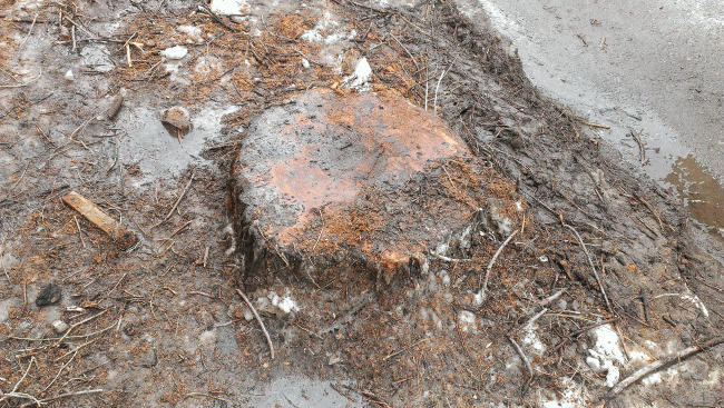 Общественники уговорили Федотова приостановить спил деревьев на Первомайской