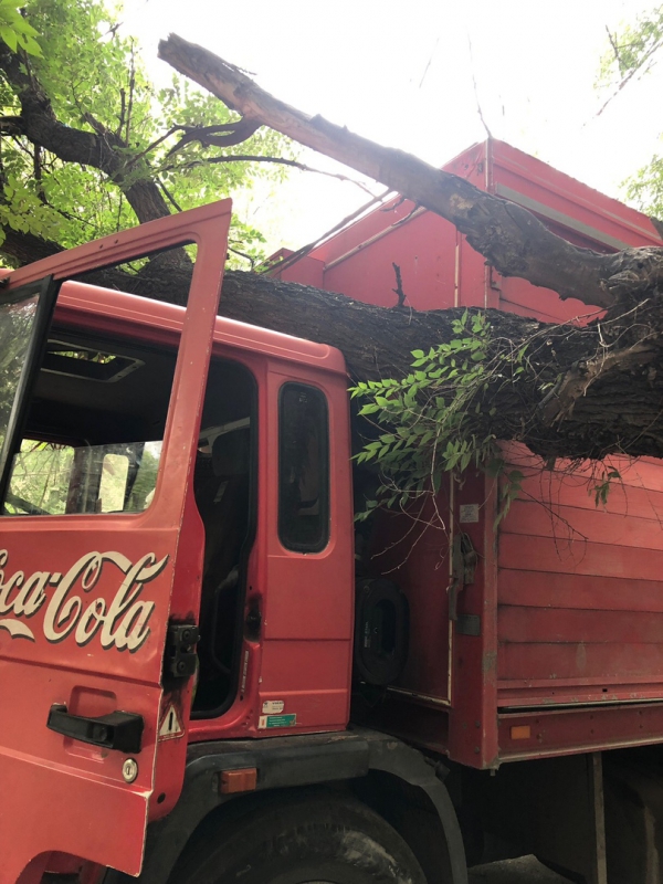В Ленинском районе упавшее дерево придавило грузовик