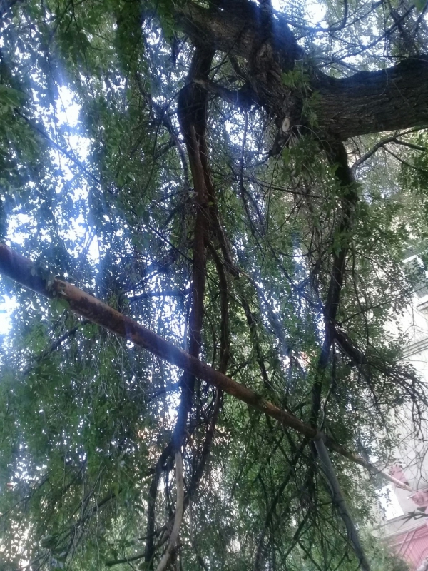 В Ленинском районе ветки опасно нависли над газовой трубой