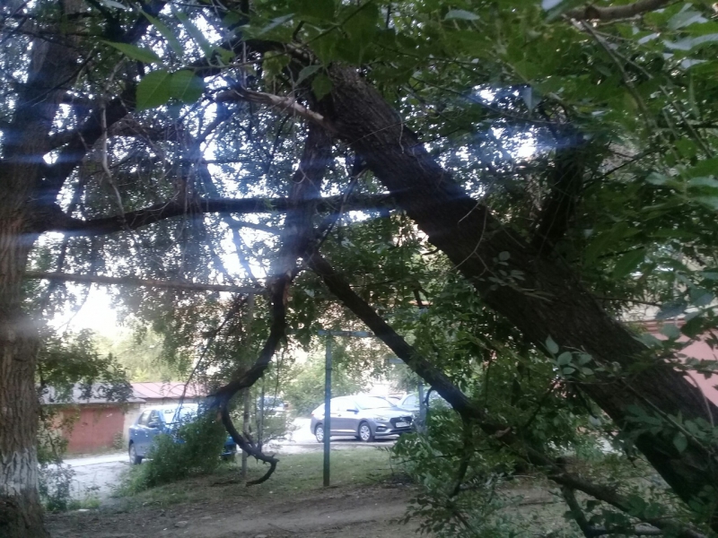 В Ленинском районе ветки опасно нависли над газовой трубой