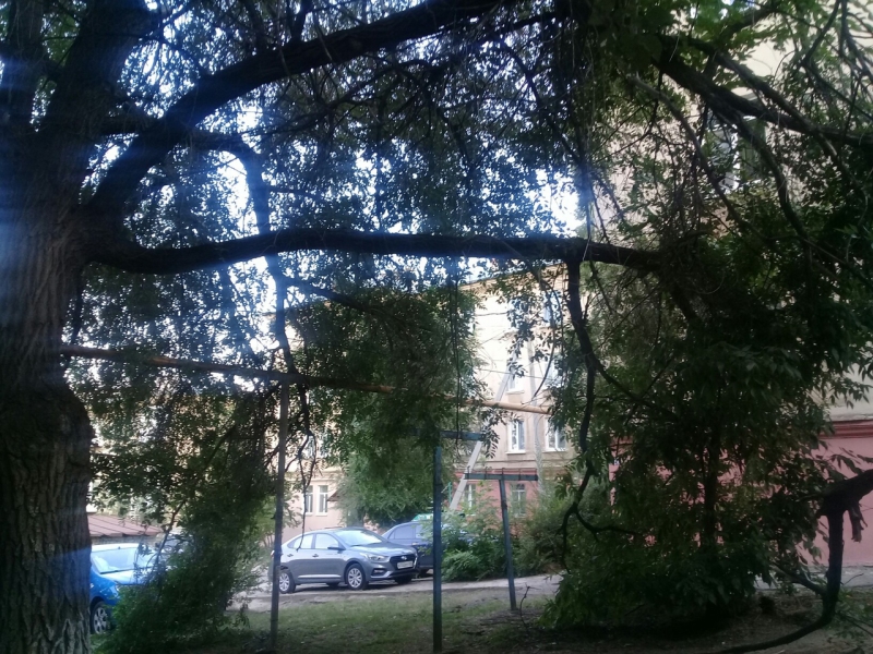 В Ленинском районе ветки опасно нависли над газовой трубой