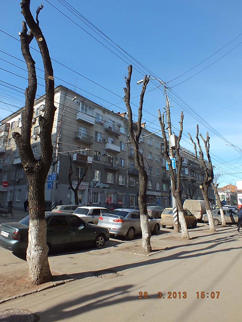 Омолаживание деревьев на Кирова общественники называют «уничтожением насаждений»