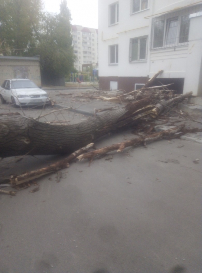 На Производственной трухлявое дерево рухнуло на дом и машину