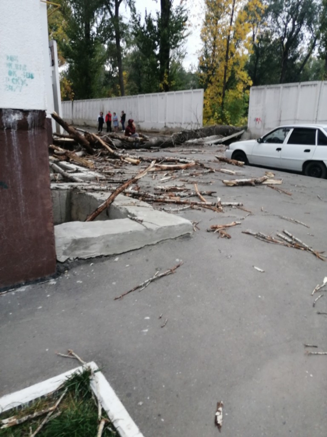 На Производственной трухлявое дерево рухнуло на дом и машину