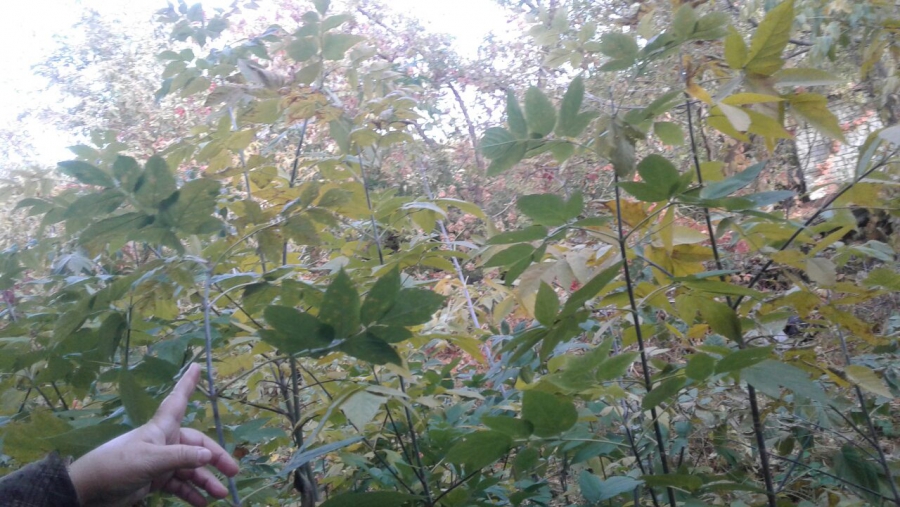 Рядом со школой на Рахова нашли опасный для детей двор