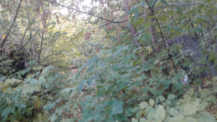 Рядом со школой на Рахова нашли опасный для детей двор