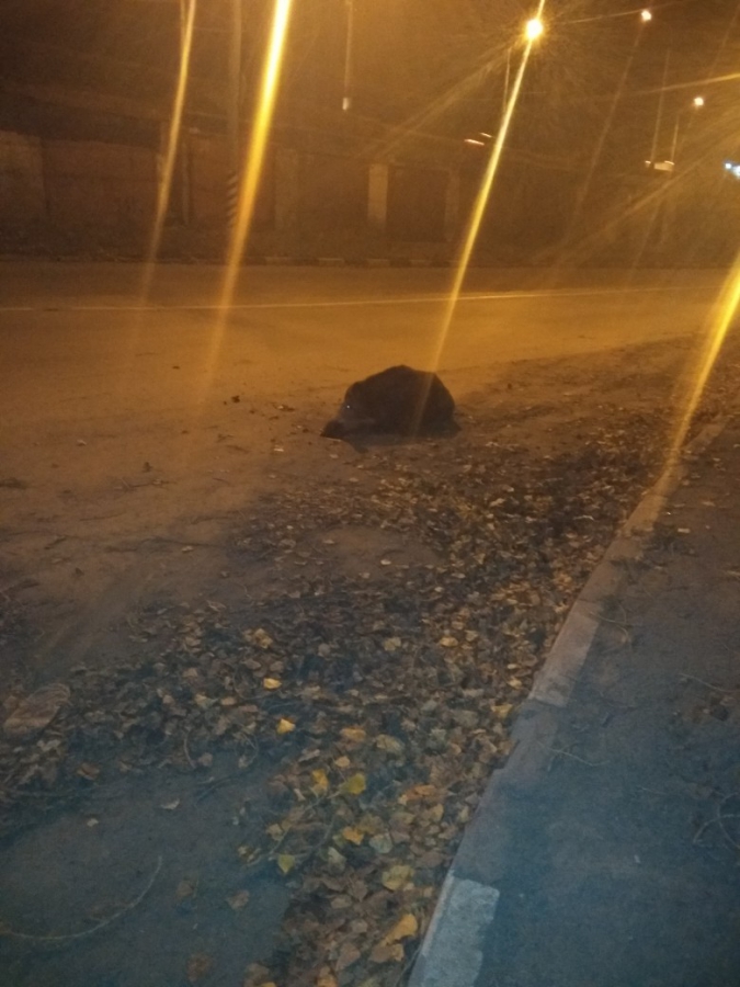 В Энгельсе егерь пристрелил сбитого машиной кабана