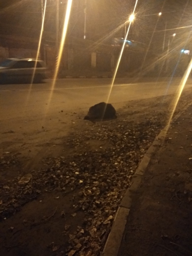 В Энгельсе егерь пристрелил сбитого машиной кабана