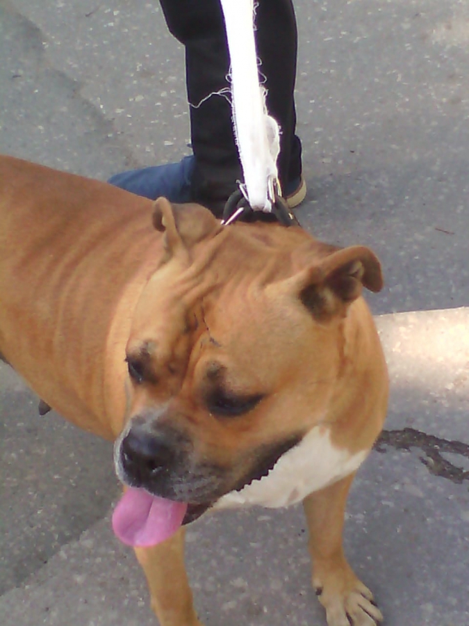 Десятки умирающих животных спасли на Шелковичной. Хозяйку жилья не нашли